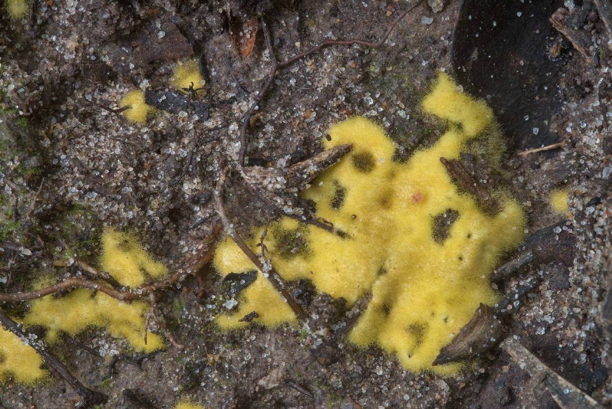 Chromelosporium fulvum image