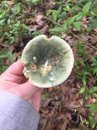 Russula parvovirescens image