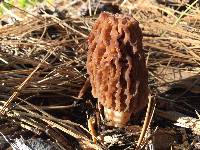 Morchella snyderi image