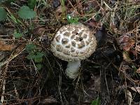 Amanita hesleri image