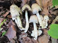 Coprinopsis variegata image