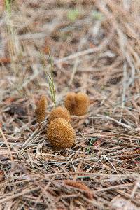 Inocybe calospora image