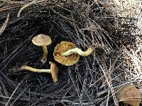 Cortinarius thiersii image