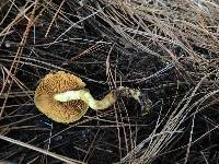 Cortinarius thiersii image