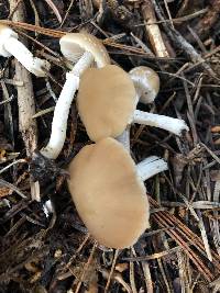 Psathyrella ellenae var. yubaensis image