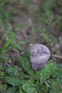 Tylopilus plumbeoviolaceus image