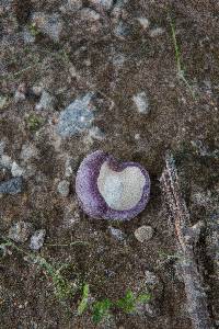 Tylopilus plumbeoviolaceus image