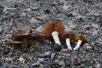 Cortinarius bridgei image