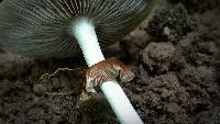 Agrocybe acericola image