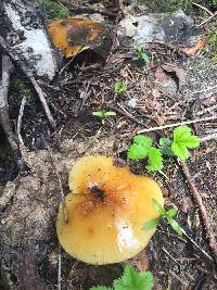 Flammulina populicola image