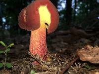 Baorangia bicolor image