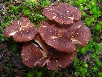 Clitocybe squamulosa image