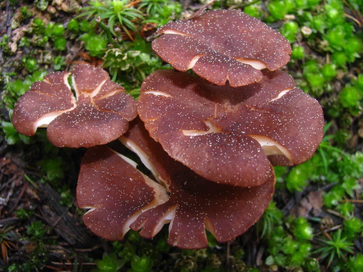 Clitocybe squamulosa var. montana image