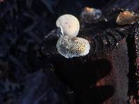 Trametes gibbosa image