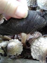 Coprinopsis variegata image