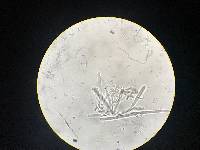 Lachnellula calyciformis image