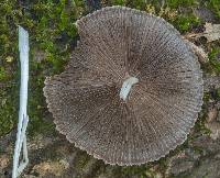 Parasola plicatilis image