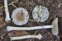 Amanita farinosa image