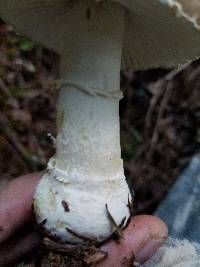 Amanita pantherinoides image