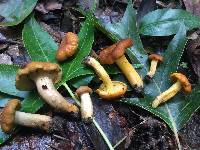 Cantharellus lewisii image