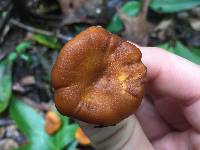 Cantharellus lewisii image