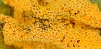 Puccinia coronata image
