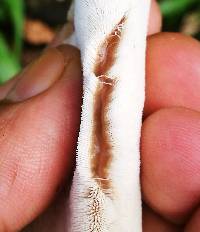 Auriscalpium villipes image