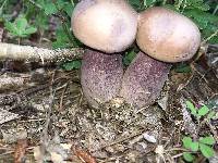 Tylopilus plumbeoviolaceus image