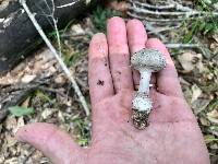 Amanita onusta image