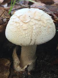 Amanita peckiana image