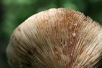 Lactarius volemus image