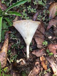 Clitocybe gibba image