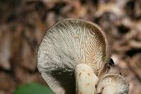 Lactarius argillaceifolius image