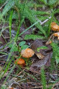 Hygrocybe psittacina var. perplexa image