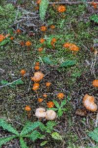 Hygrocybe psittacina var. perplexa image