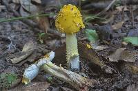 Amanita flavorubens image