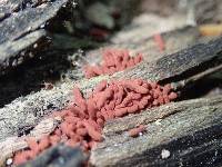 Arcyria denudata image