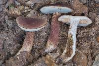 Tylopilus badiceps image