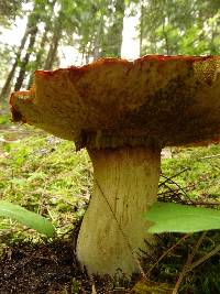 Boletus rex-veris image