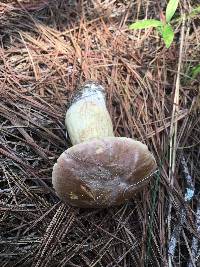 Boletus pseudopinophilus image