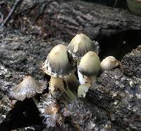 Coprinopsis variegata image