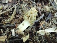 Morchella diminutiva image