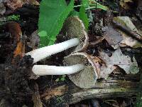 Psathyrella delineata image