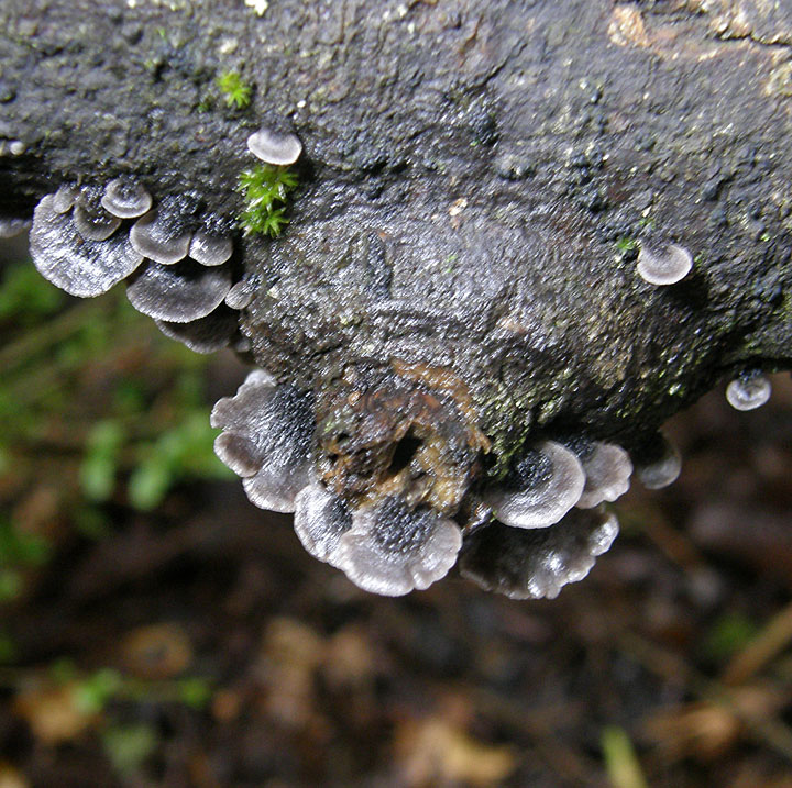 Resupinatus trichotis image