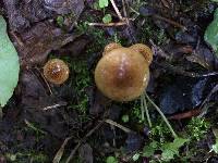 Inocybe unicolor image