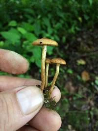 Inocybe unicolor image