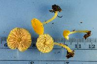 Pluteus chrysophlebius image