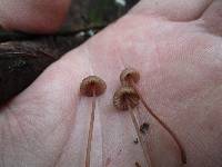 Mycena sanguinolenta image