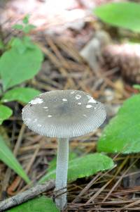 Amanita sect. Vaginatae image