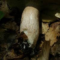 Boletus nobilis image